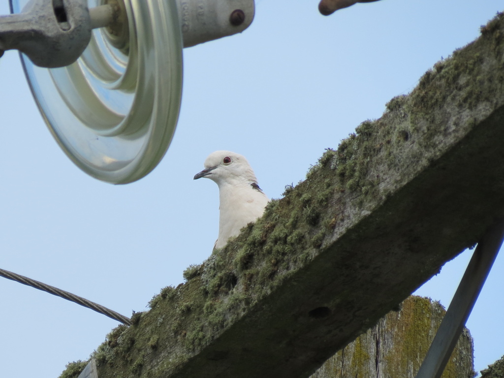 Barbary dove by kiwiflora