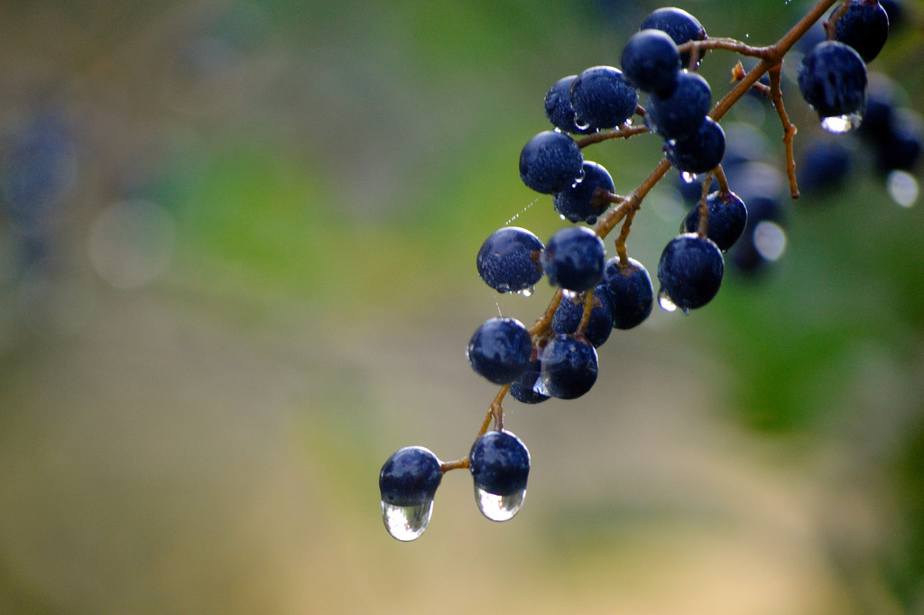 Raindrops on the Pokeberries by milaniet