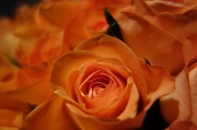 22nd Nov 2013 - Orange roses