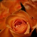 Orange roses by cocobella