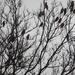 Many Many Birds by linnypinny