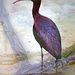 Glossy Ibis by sugarmuser