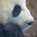 Panda Claws by sugarmuser