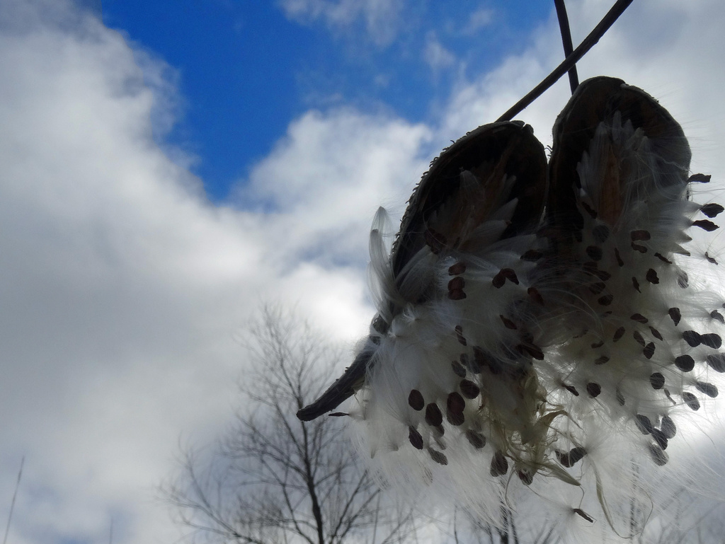 Day 171 Milkweed and Sky by rminer