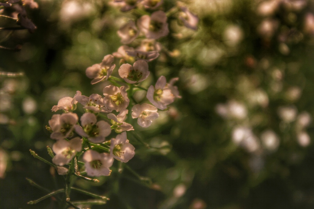 Sweet alyssum ... A lack of time... by streats