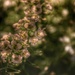 Sweet alyssum ... A lack of time... by streats