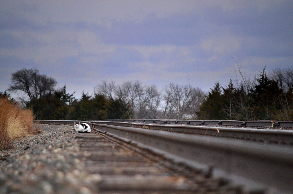 Queen of the Tracks by kareenking