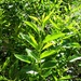 Zelene grane by vesna0210