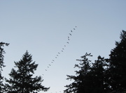 21st Nov 2013 - Geese Descending