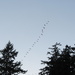 Geese Descending by kimmer50