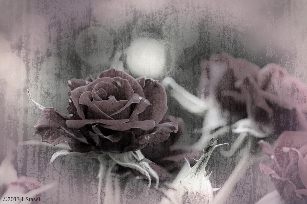 Winter Roses by lstasel