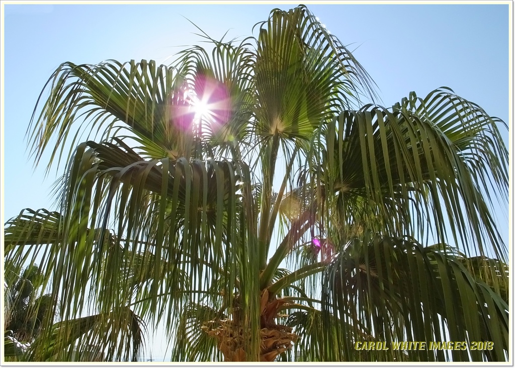 Sun Flare Through The Palms by carolmw