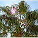 Sun Flare Through The Palms by carolmw