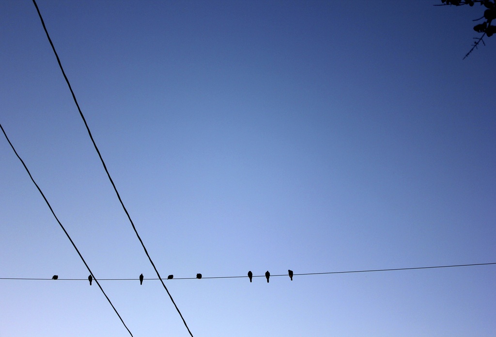 Birds on a wire. by jamibann