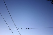 23rd Nov 2013 - Birds on a wire.