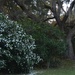 Sasanqua camellias and live oak by congaree