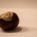 Chestnut by nicoleterheide