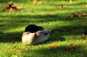 19th Nov 2013 - Let sleeping ducks lie...