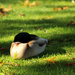 Let sleeping ducks lie... by nanderson