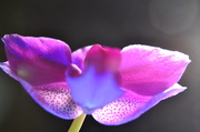 22nd Nov 2013 - Orchid #3