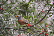 21st Nov 2013 - Returning Robins