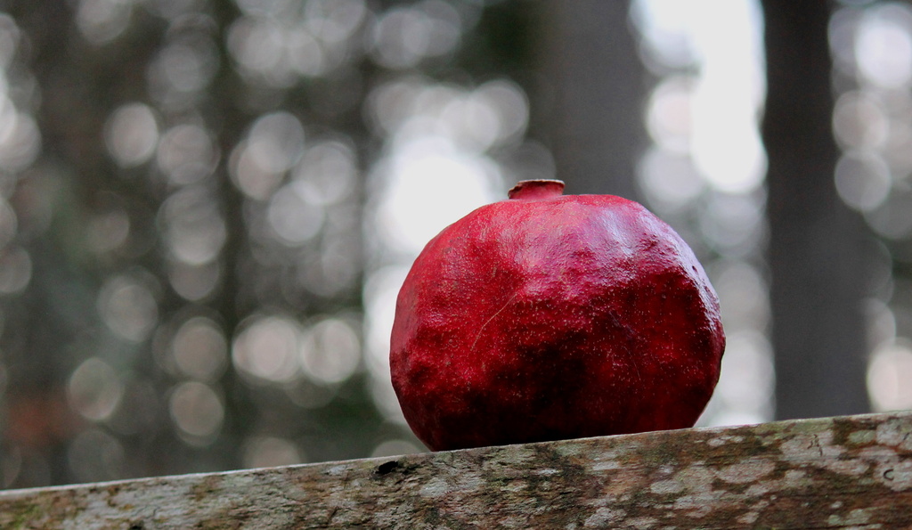 Pomegranate and Bokeh by jankoos