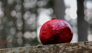 23rd Nov 2013 - Pomegranate and Bokeh