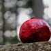 Pomegranate and Bokeh by jankoos
