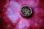 22nd Nov 2013 - Pomegranate 