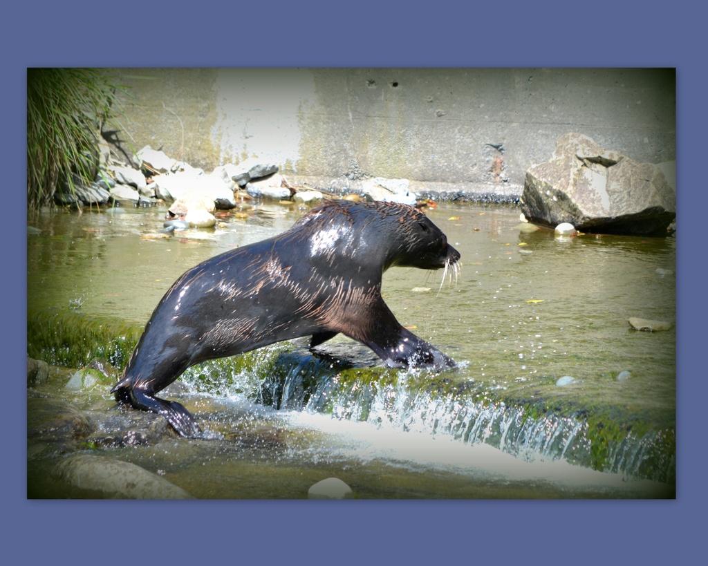 Ohau Stream Seal Pups.. by julzmaioro