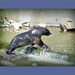 Ohau Stream Seal Pups.. by julzmaioro