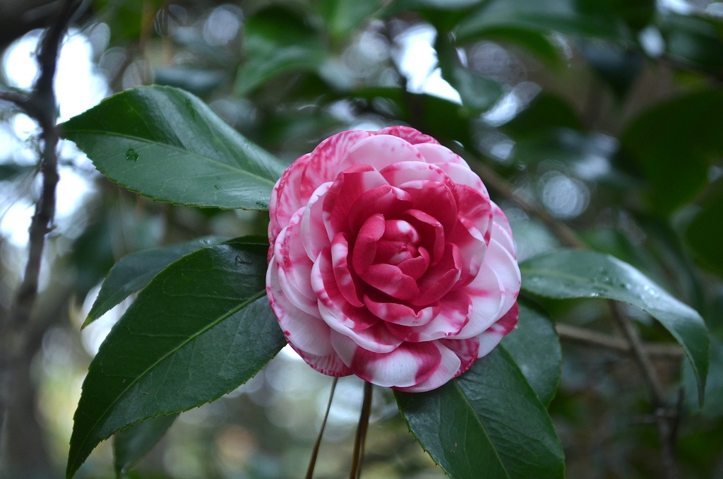 camellia by congaree