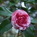 camellia by congaree