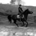 Speed Horse #1 by parisouailleurs