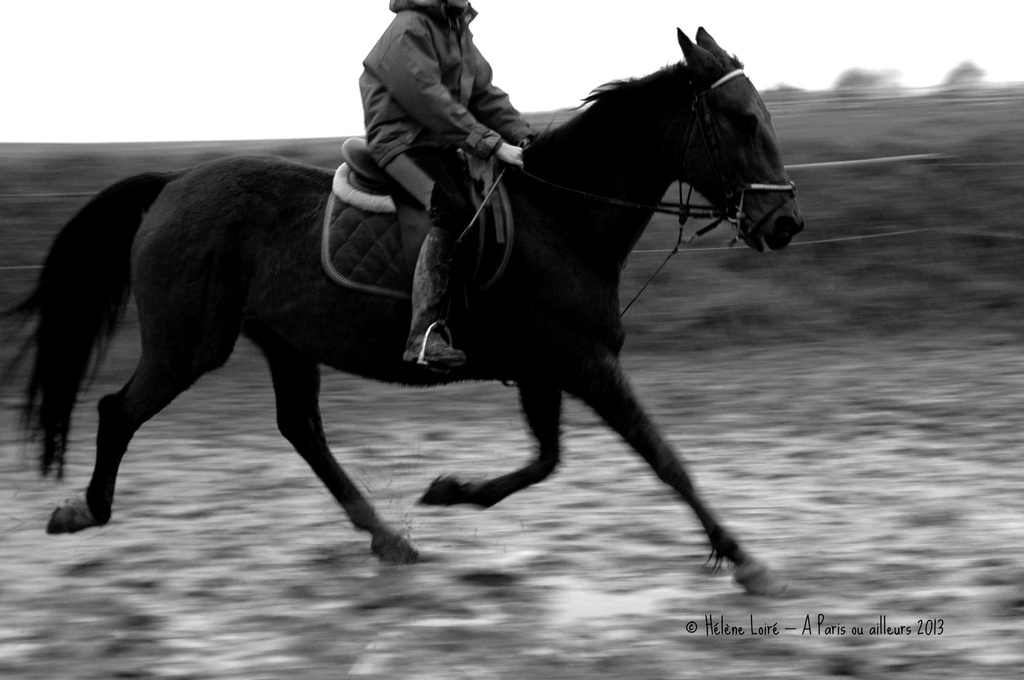 Speed horse #2 by parisouailleurs