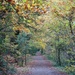 Autumnal Path by mattjcuk