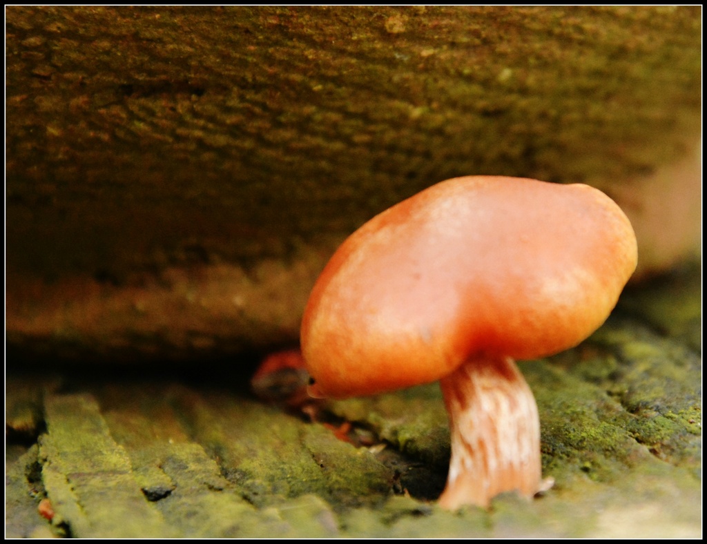Fungi by rosiekind