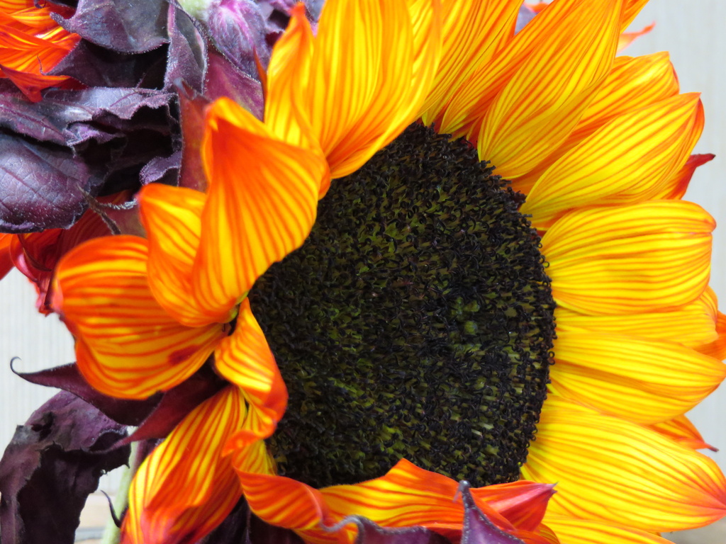 Sunflower by rosiekerr