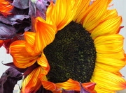 23rd Nov 2013 - Sunflower
