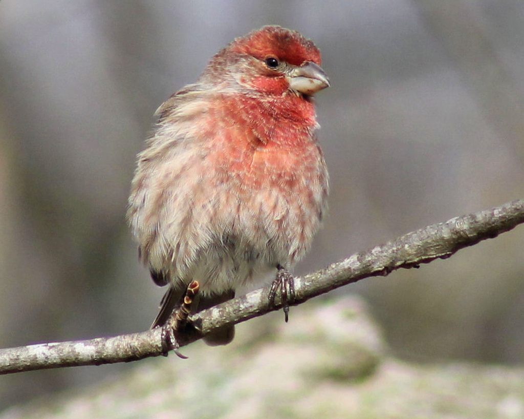 House Finch by cjwhite