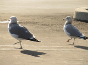 18th Nov 2013 - Gulls in Lot