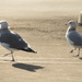 Gulls in Lot by lisasutton