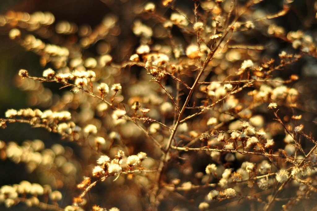 Bokeh in the afternoon light by jayberg