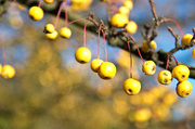 24th Nov 2013 - yellow berry bokeh