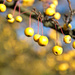 yellow berry bokeh by vickisfotos