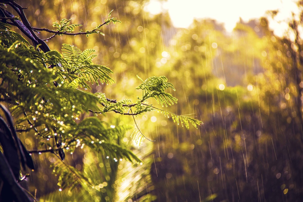 Sunshine and rain by corymbia
