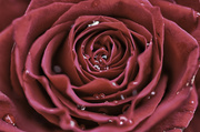 25th Nov 2013 - Red Rose
