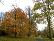 23rd Nov 2013 - Autumn in the Arboretum