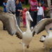 Pelican crossing by janturnbull