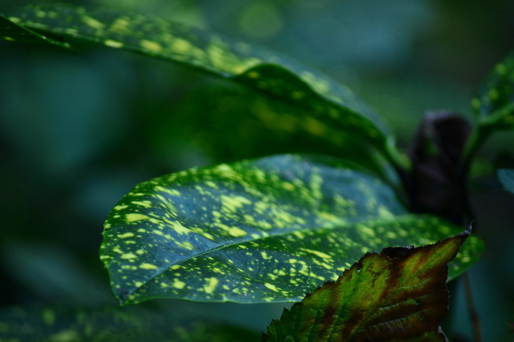 Variegated leaves by ziggy77